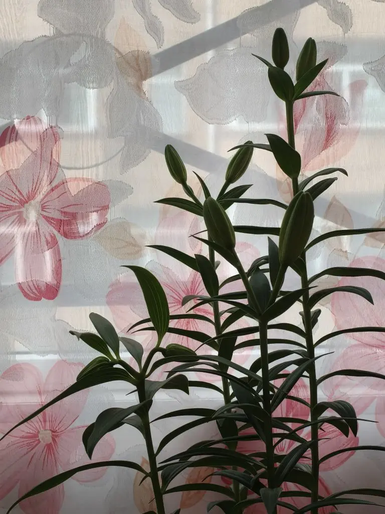我叫野百合🌱🌱的主播照片