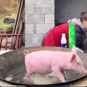 💗真猪奶茶💗