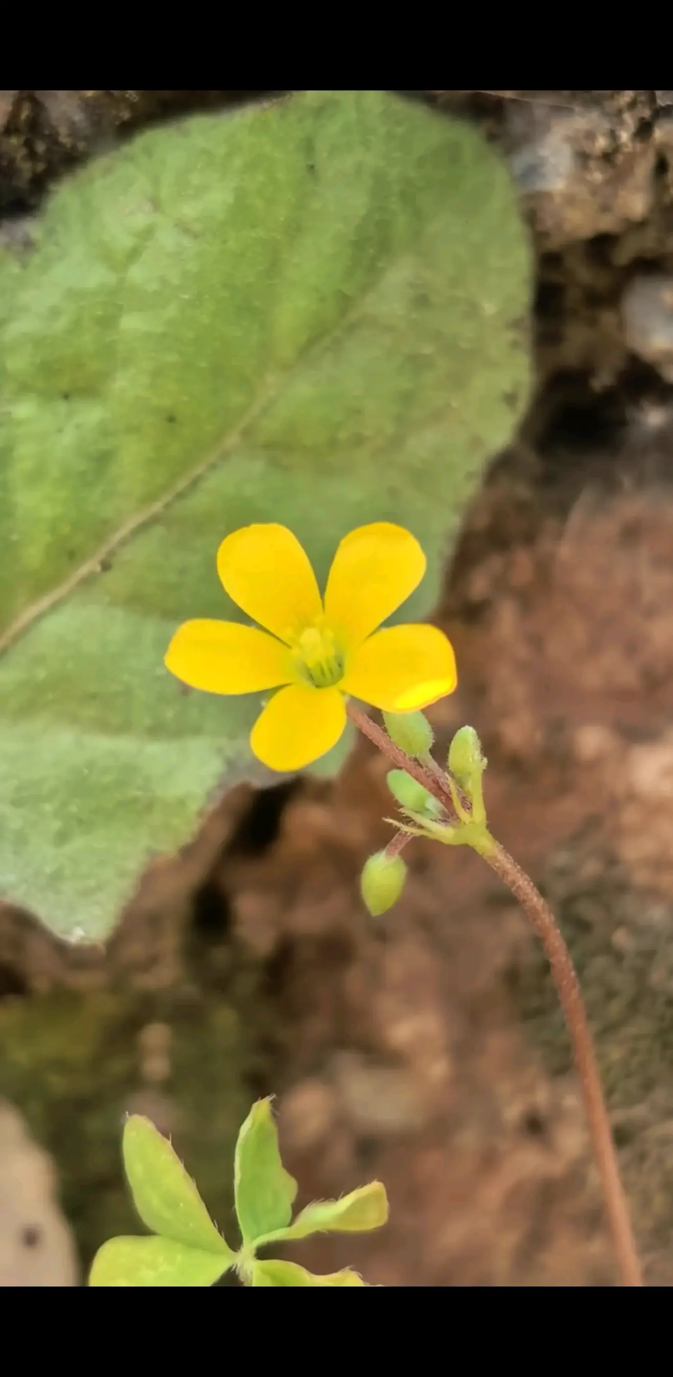 路边一朵小黄花虽不起