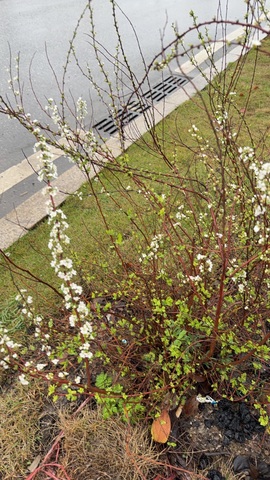 🍀冰雪❤️暂不连麦的图片