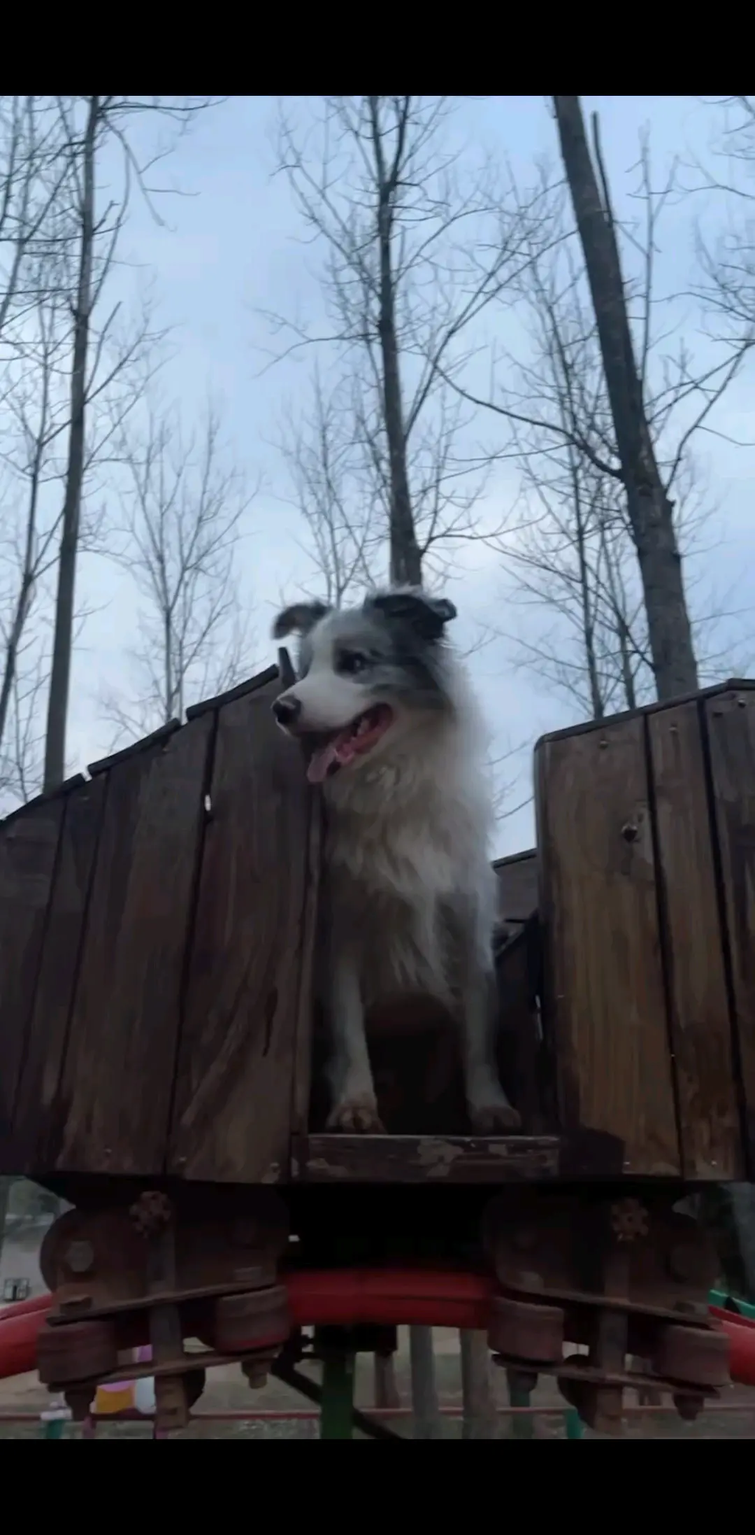 🐶也坐过山车🎢
