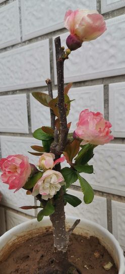 阳阳🍎饿死了都主播照片