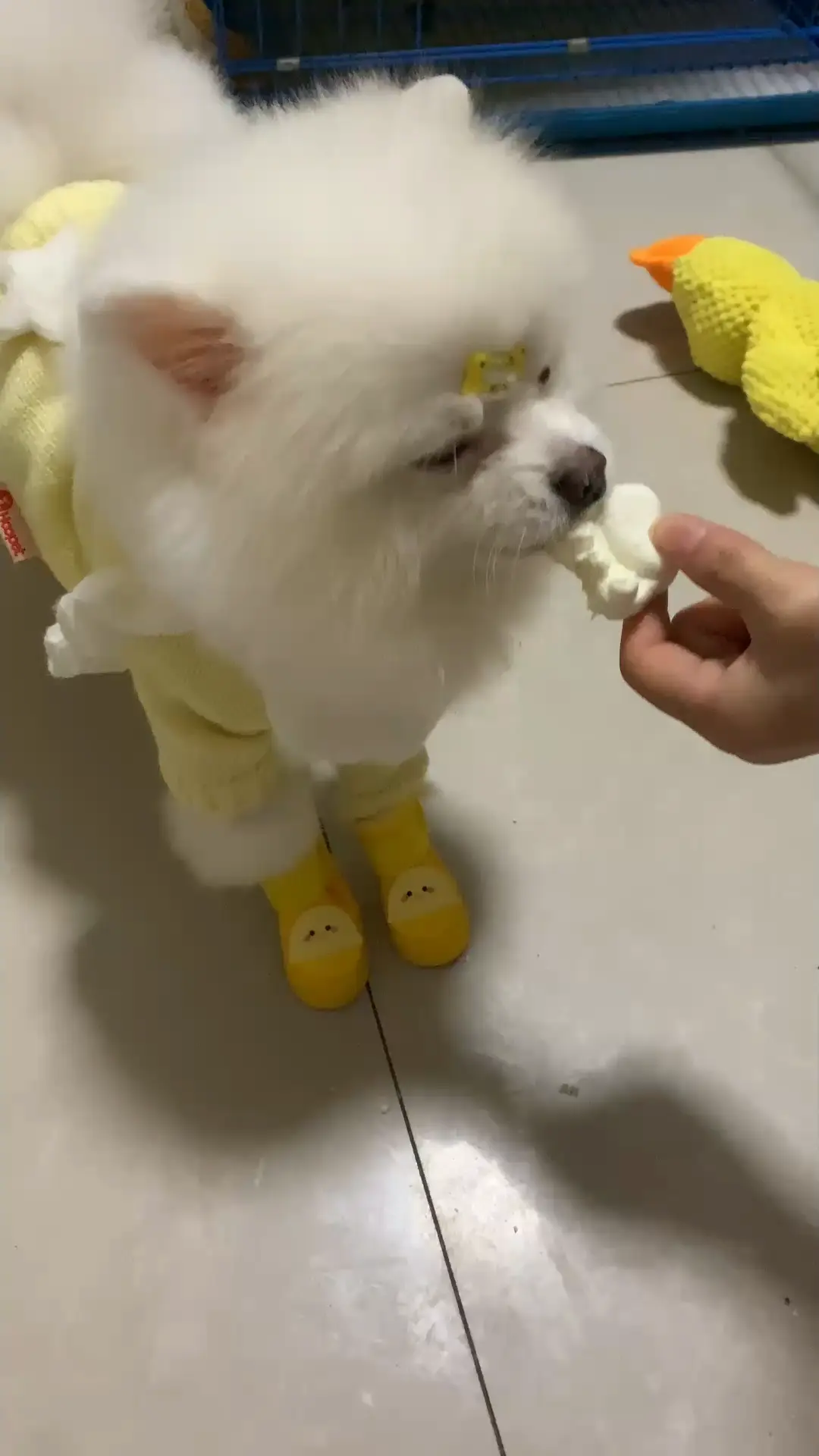 第一次穿鞋的仪式感