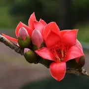 ❤灵狐❤