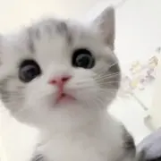 小甜暂休