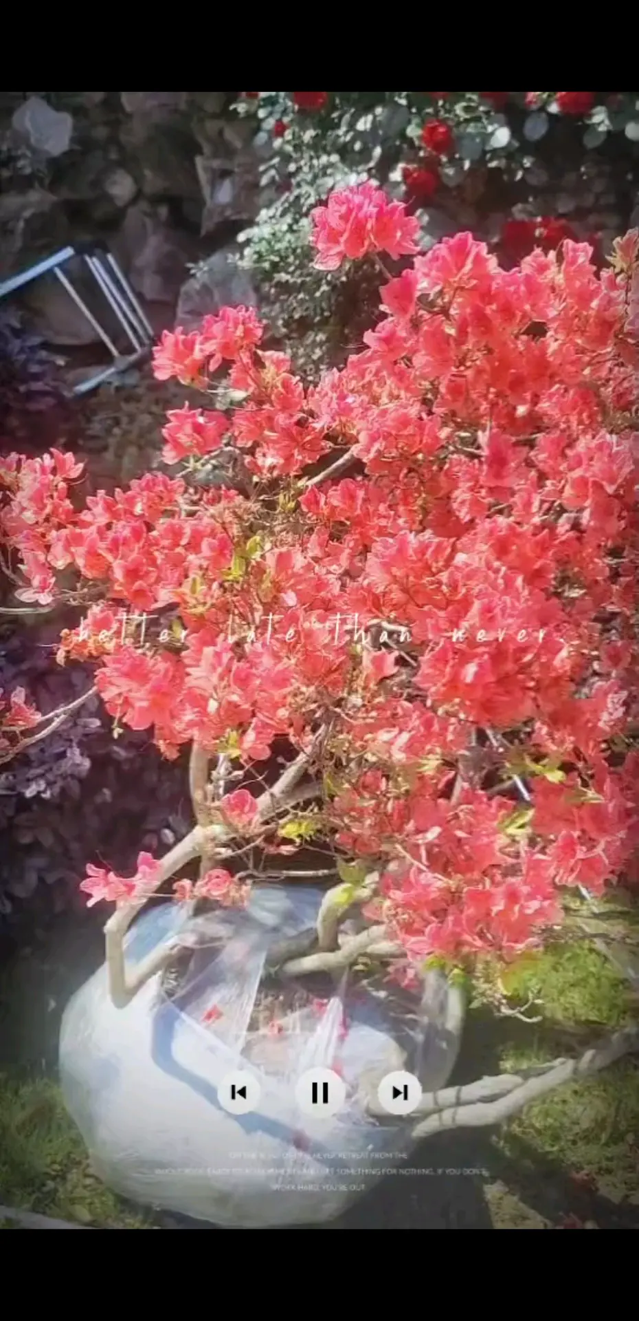 不慌不忙生长，自然而