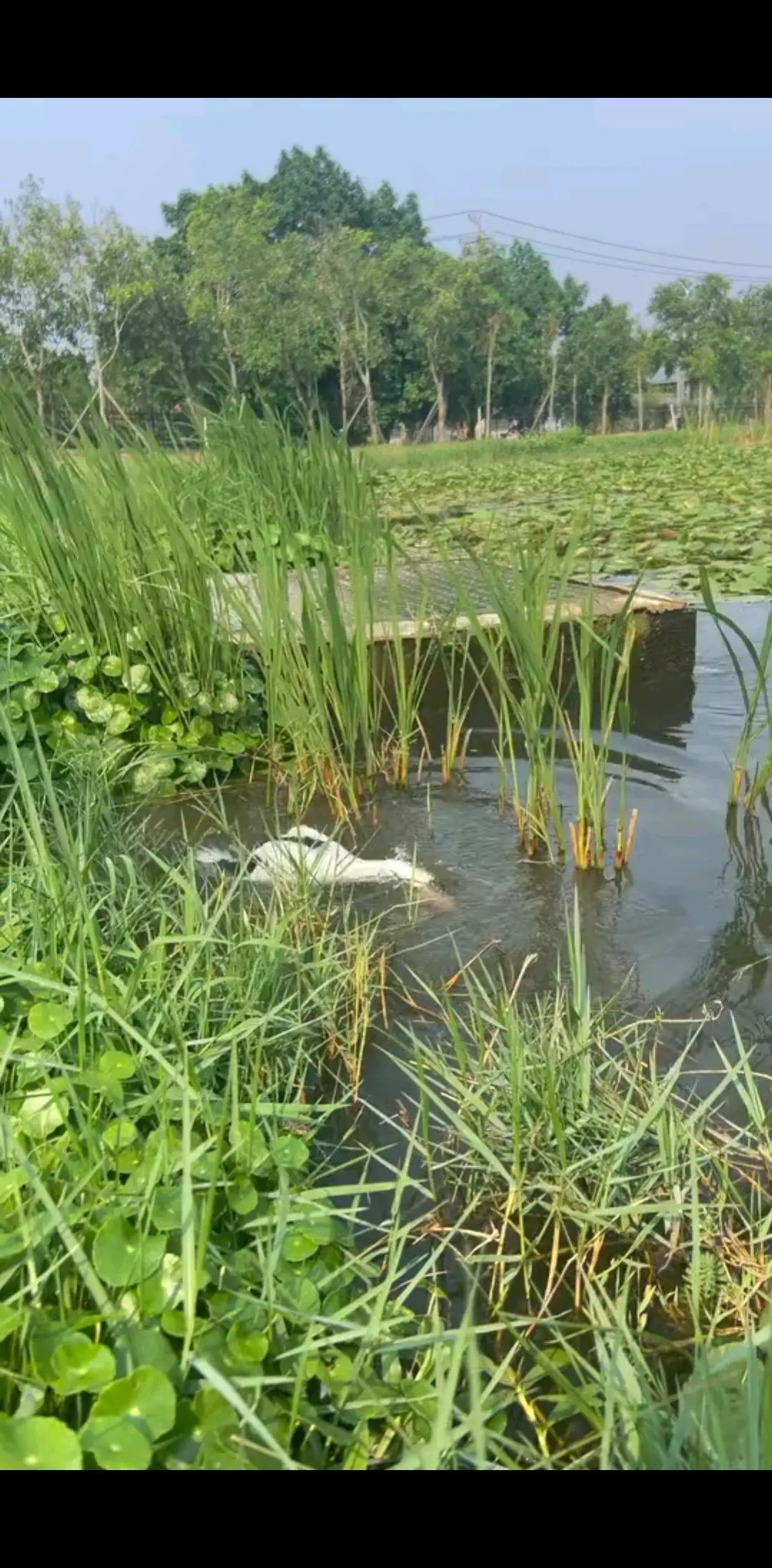 我家养的一只鸭子🦆