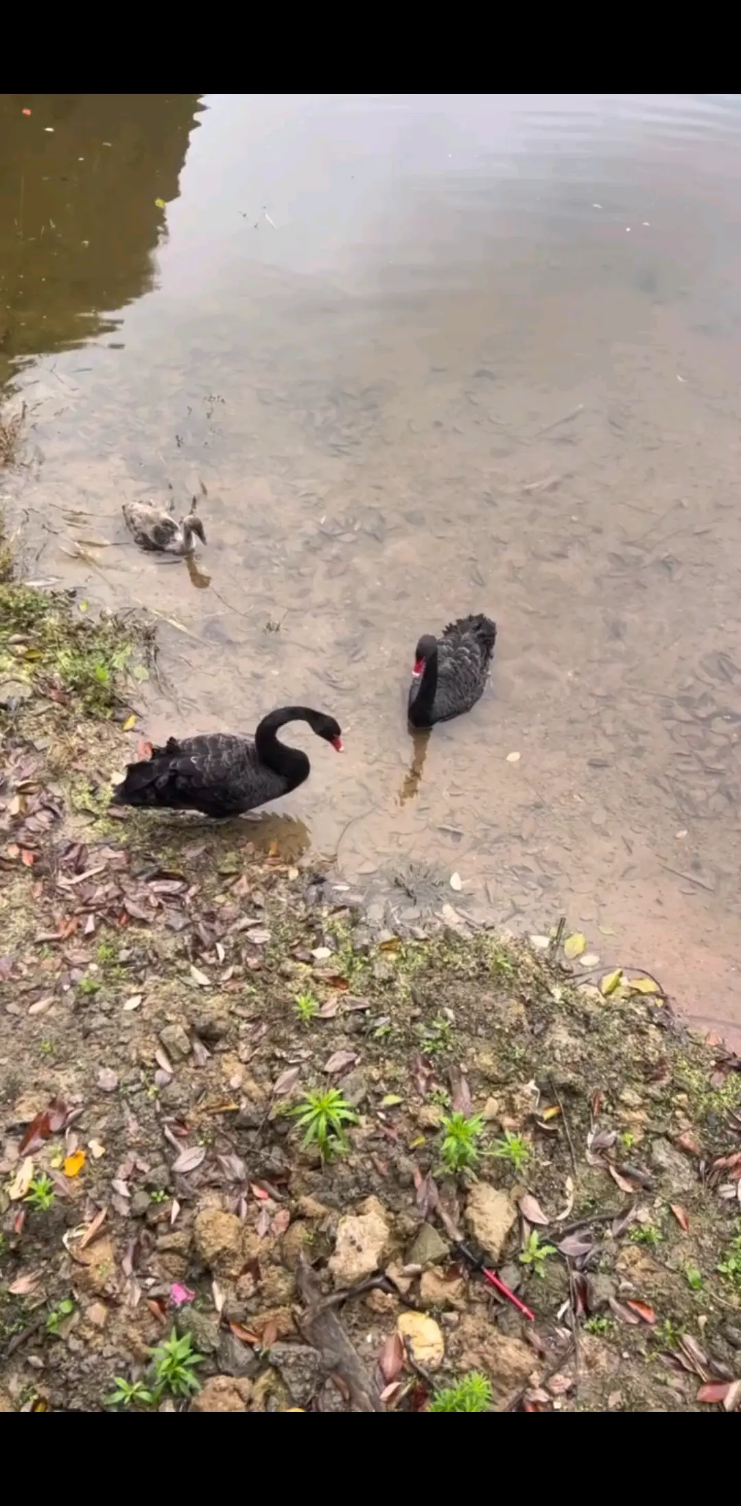 黑天鹅还多个🦆