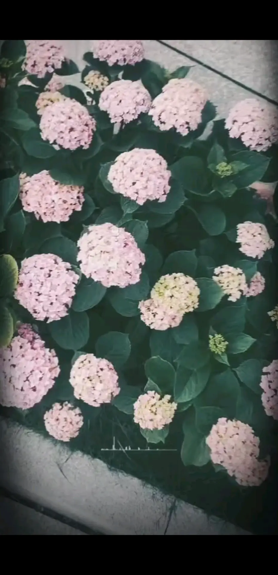 花开半夏，绣球如约，