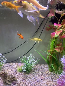 湘湘🦋主播照片