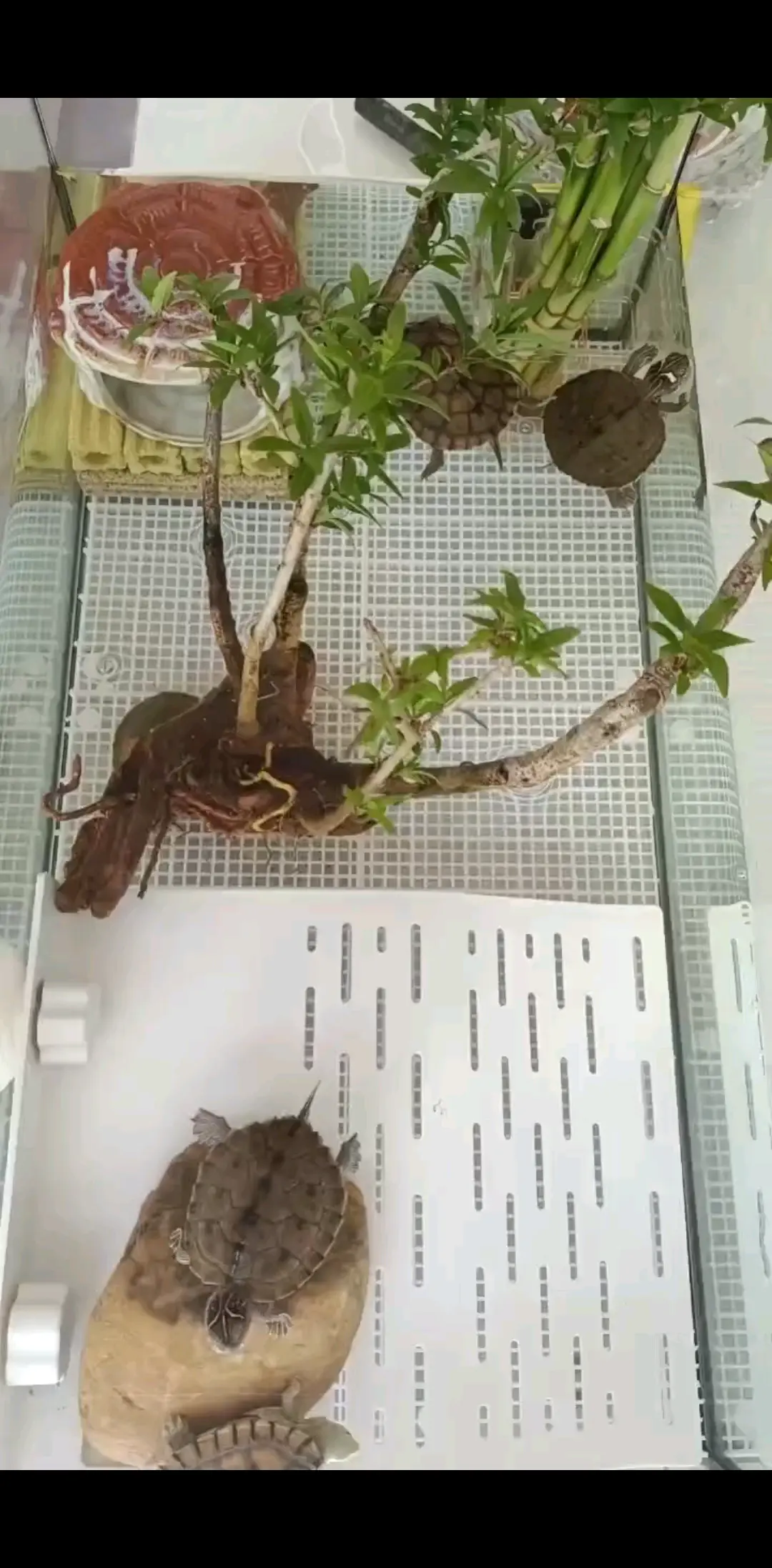 小乌龟挺好玩