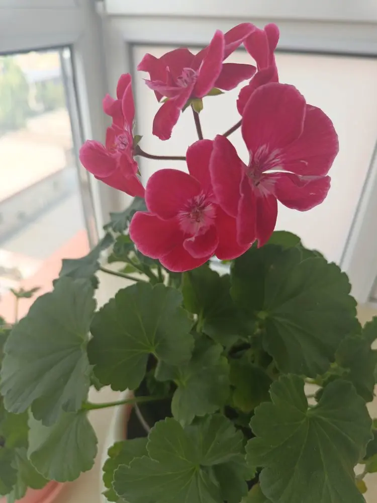 金麒麟唱歌🎵的主播照片