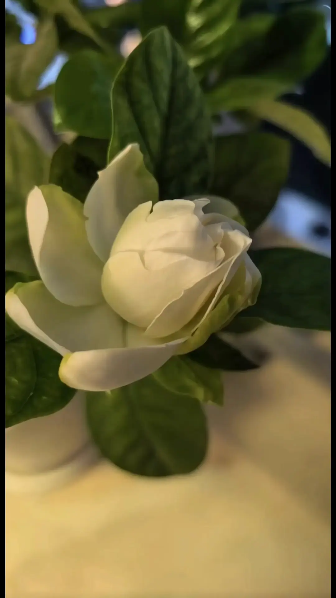 不艳不争的栀子花，一