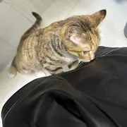 肖遣，