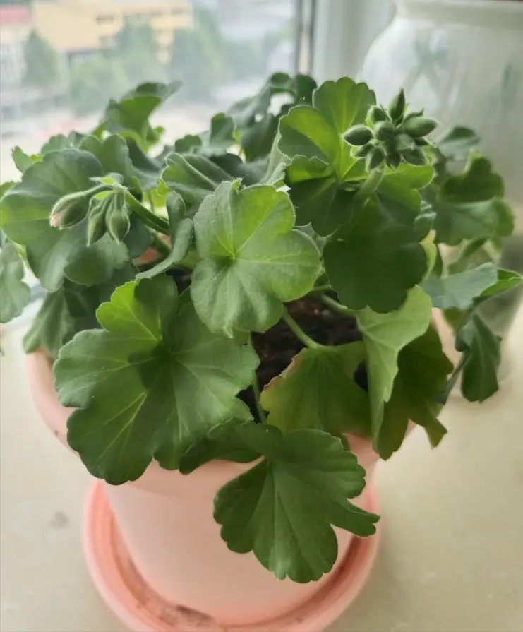 金麒麟唱歌🎵的主播照片