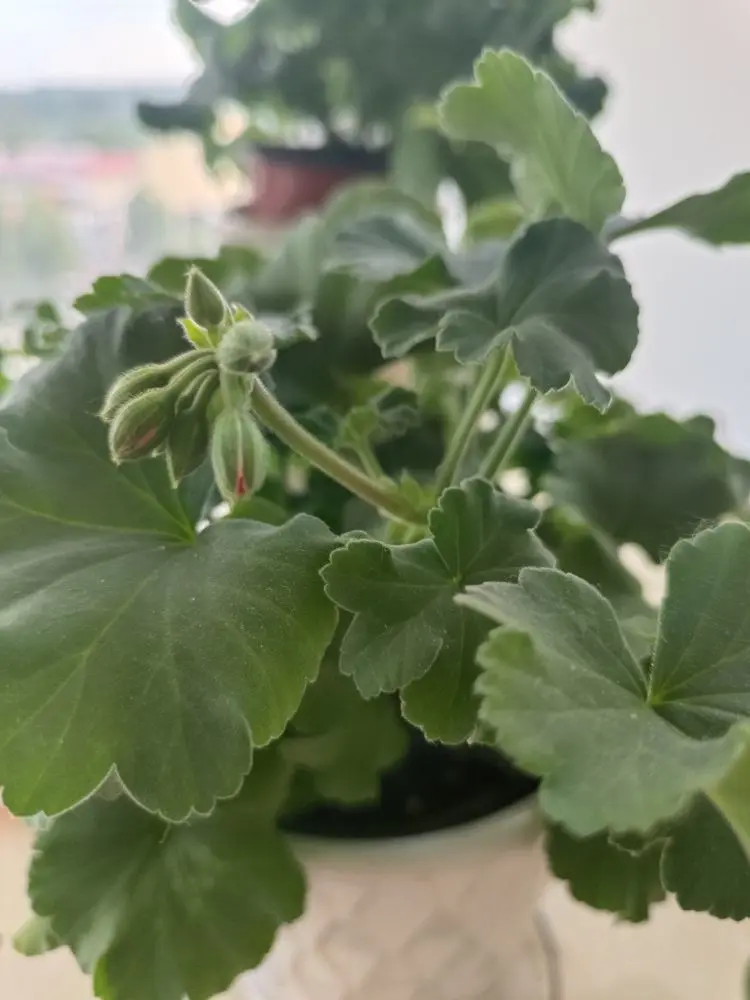 金麒麟唱歌🎵的主播照片
