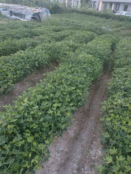 玟玟🌸挺住的图片