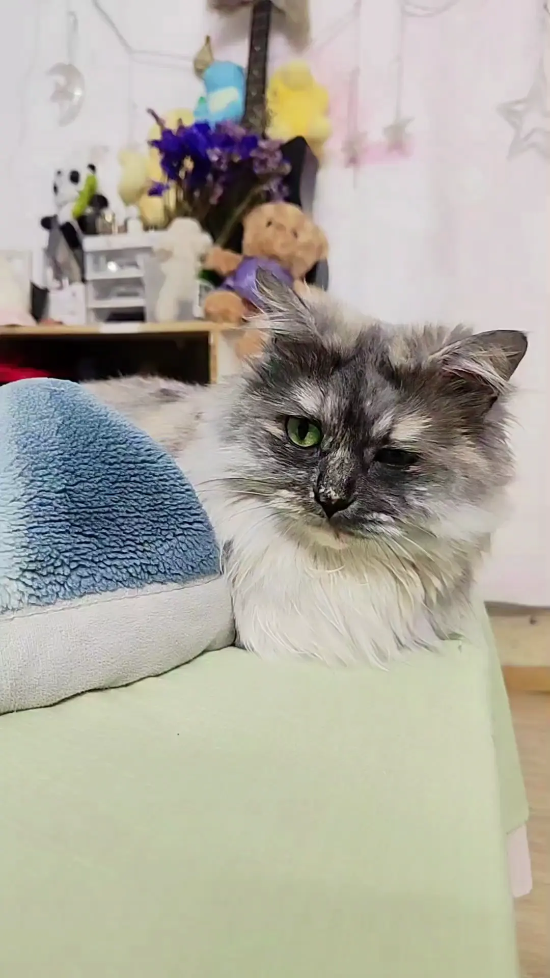 猫总驾到/后后