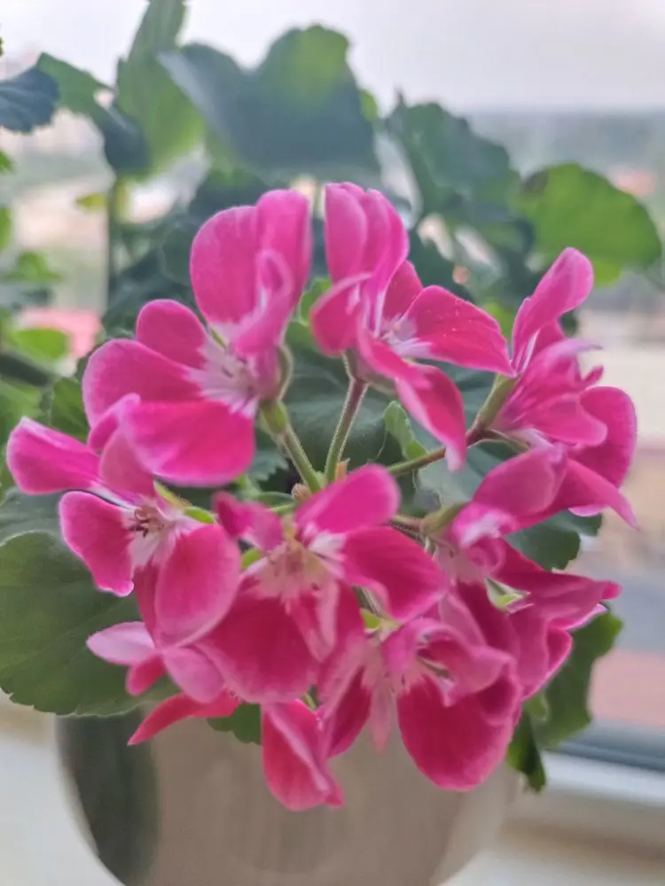 金麒麟唱歌🎵的主播照片