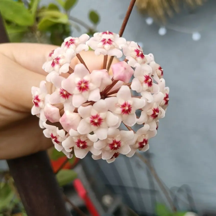 天宝❤️唱跳PK全能主播图片