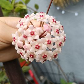 天宝❤️唱跳PK全能的图片