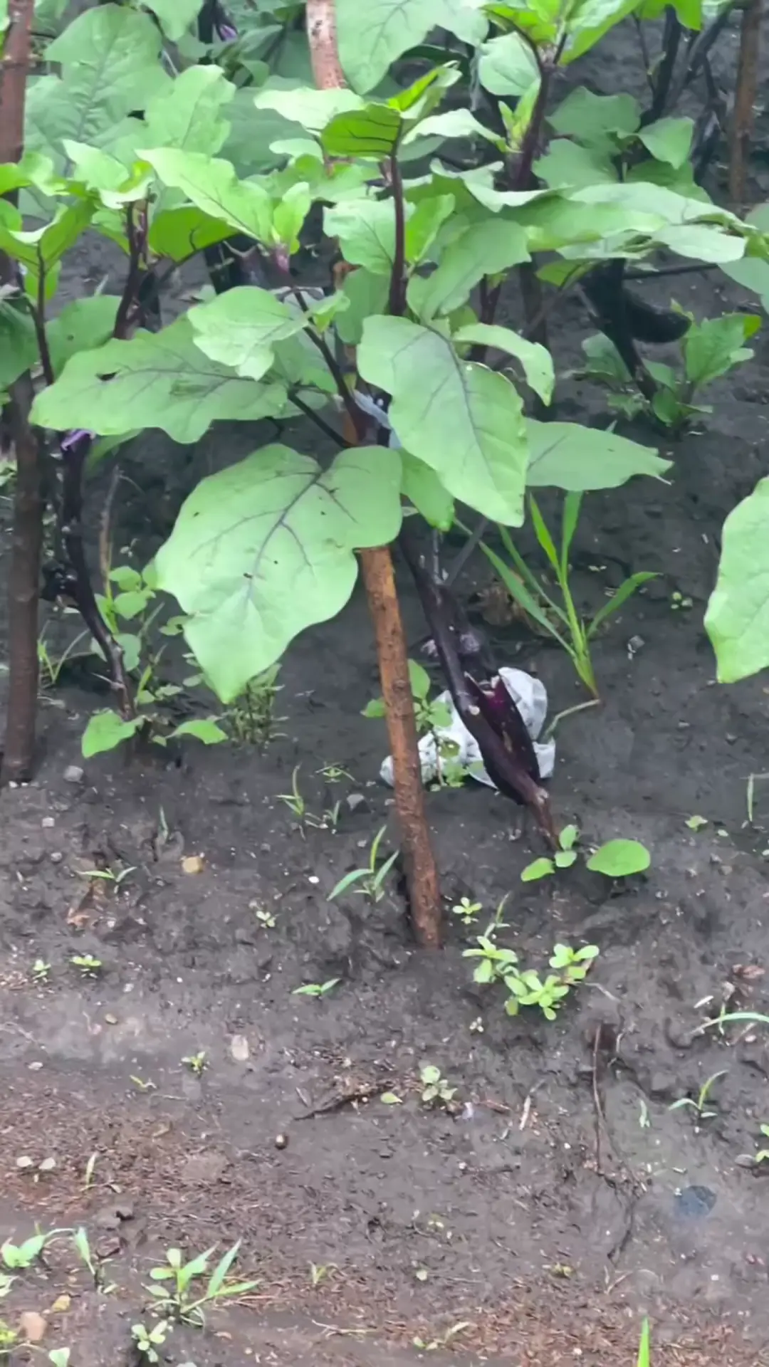 家里菜园子有收获了