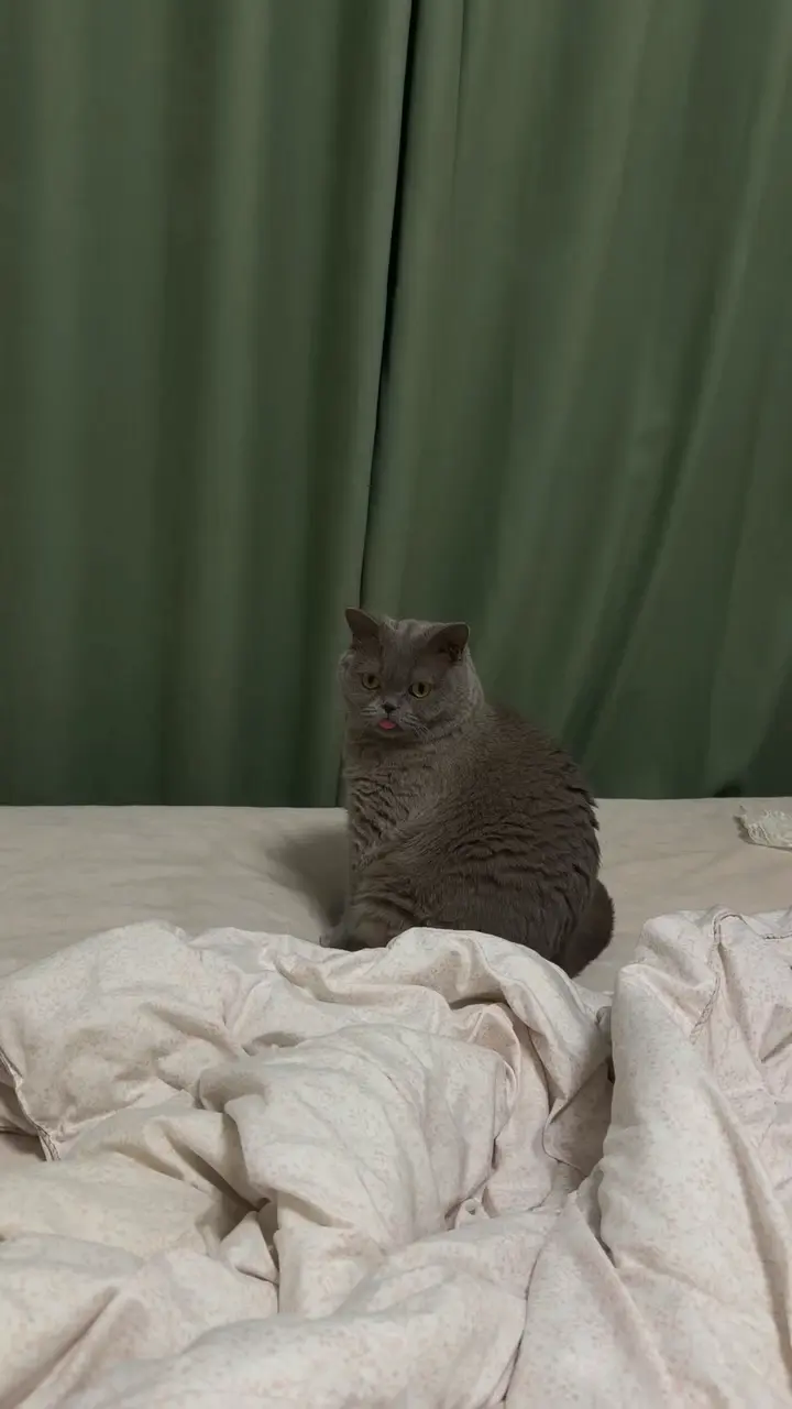 摆烂小咪