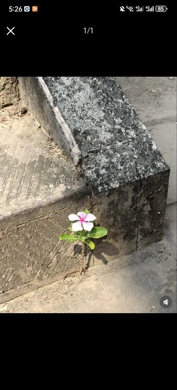 爱笑🌺好运常伴左右的主播照片