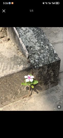爱笑🌺好运常伴左右的图片