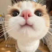 🎋糖果🍁