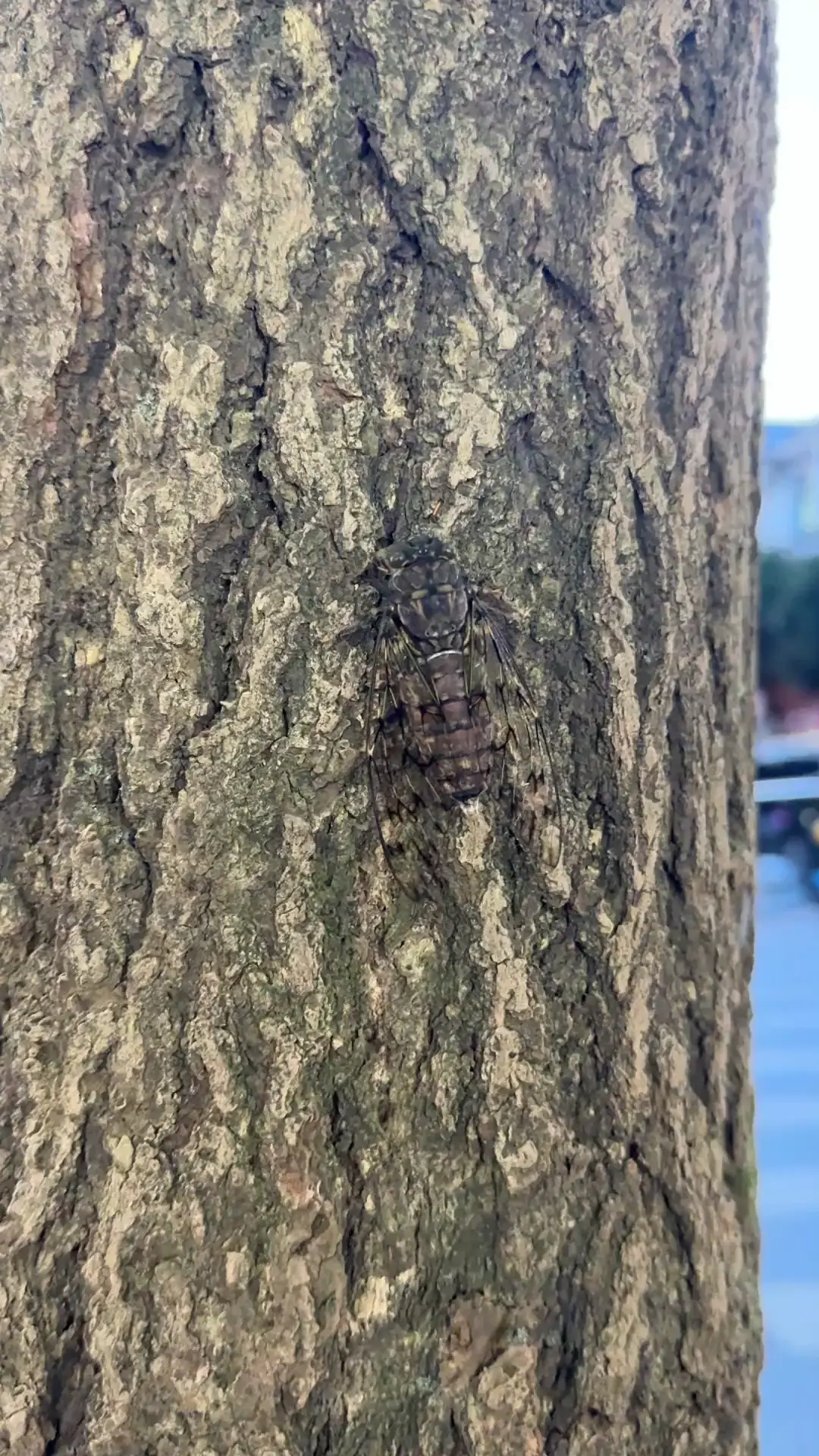 夏天☀️/狂笑/狂笑