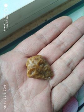 杀止若的图片