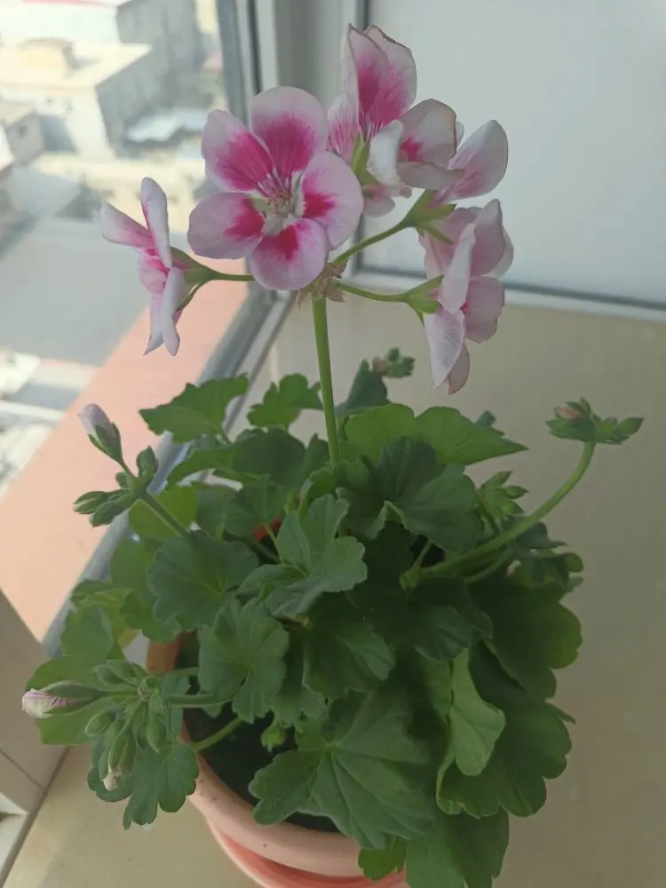金麒麟唱歌🎵主播图片