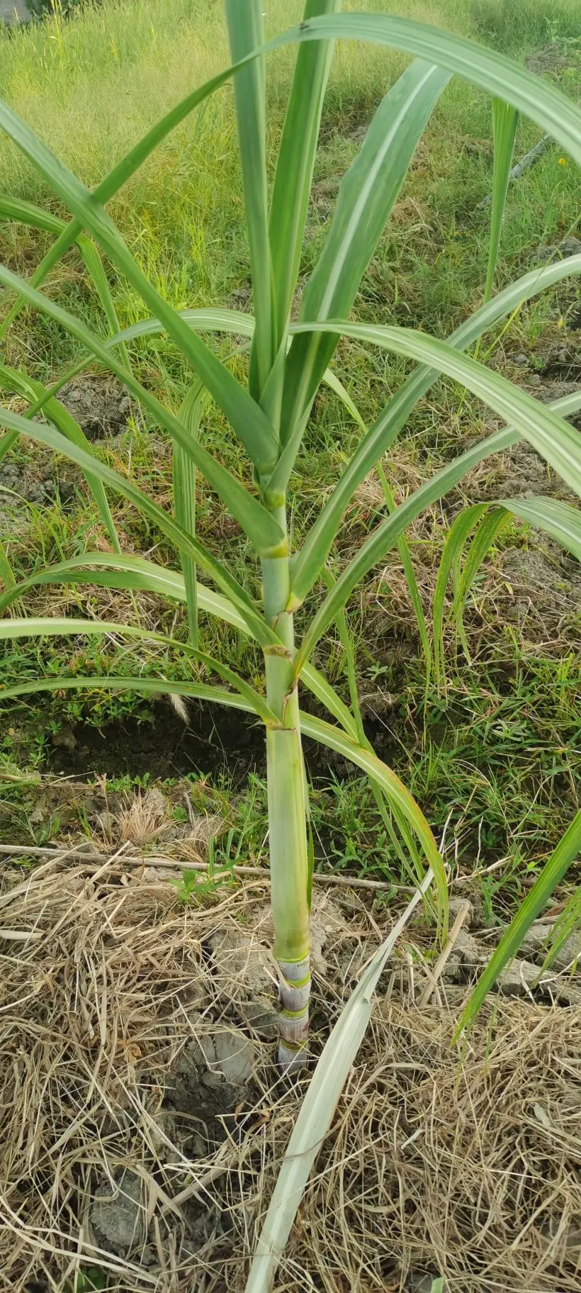 小耕🐜的主播照片