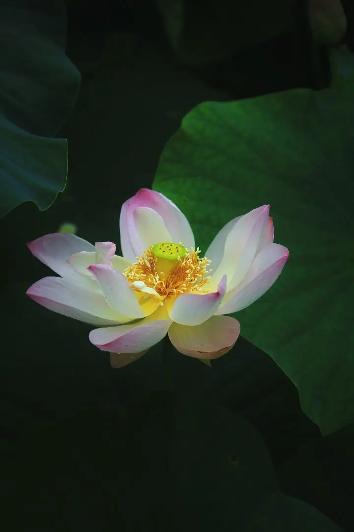 天王盖地虎虎044主播图片