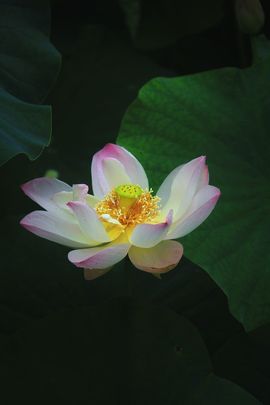 天王盖地虎虎044的图片