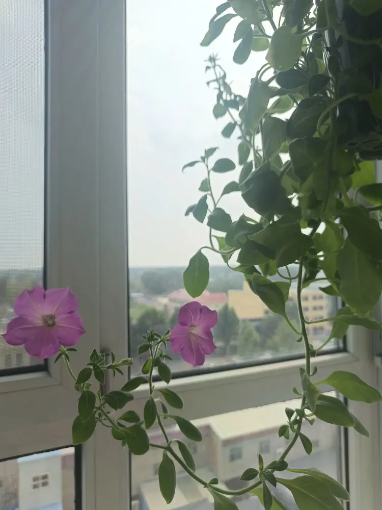 金麒麟唱歌🎵主播图片