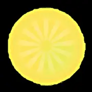 来自科威特城的红背蜘
