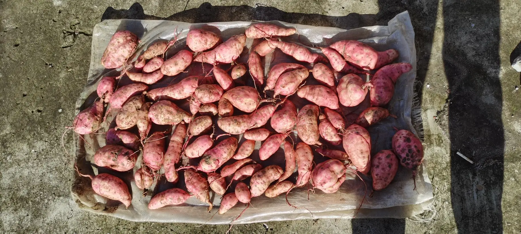 小耕🐜的主播照片
