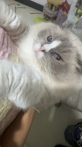 好运兔兔的图片
