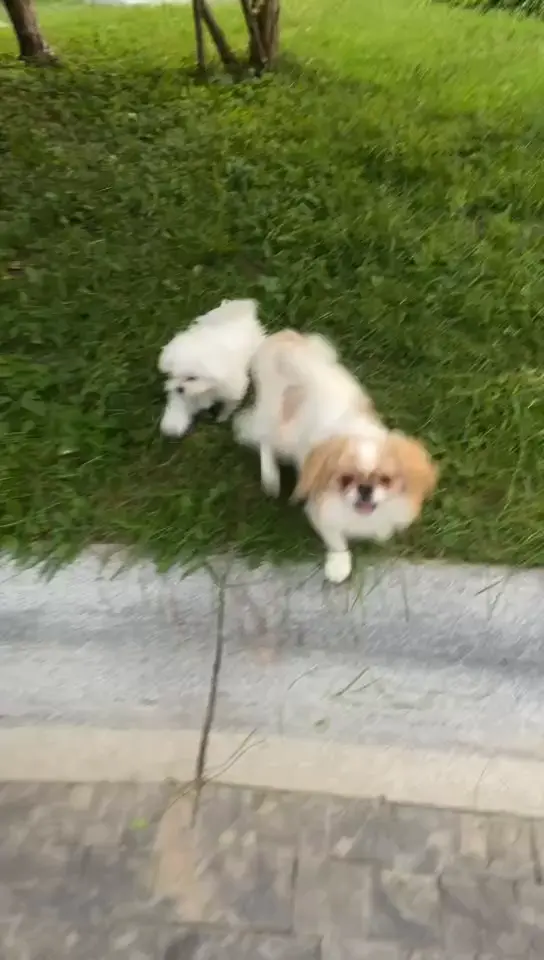 还是小的又萌又可爱