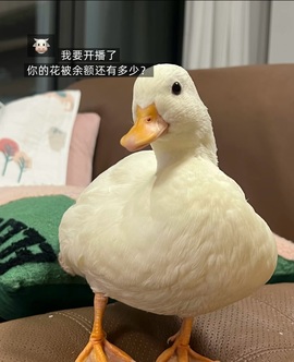 美吖鸭感谢哥哥们接生主播照片