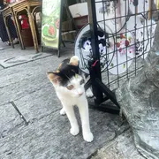 一个大苹果1236
