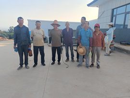 小貂蝉青蛙的图片