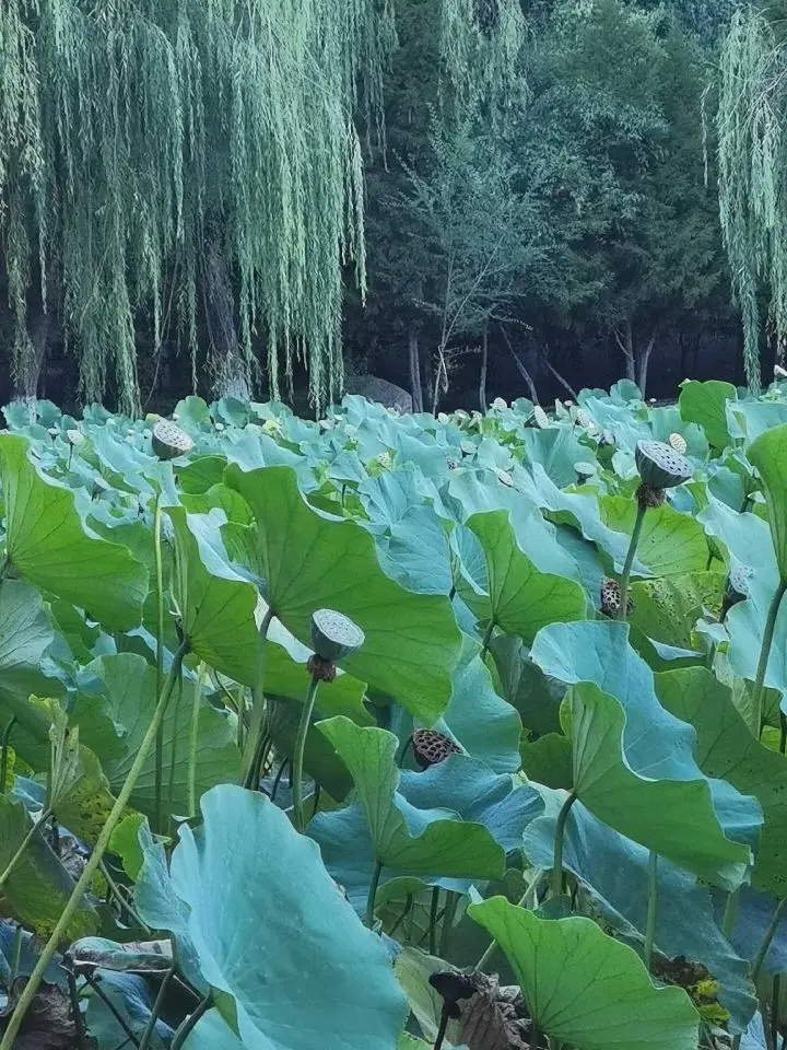 天王盖地虎虎044主播图片