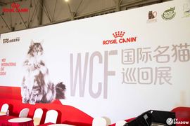 怡霖-名猫的图片