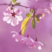 来自孟买的行军蚁的用户头像