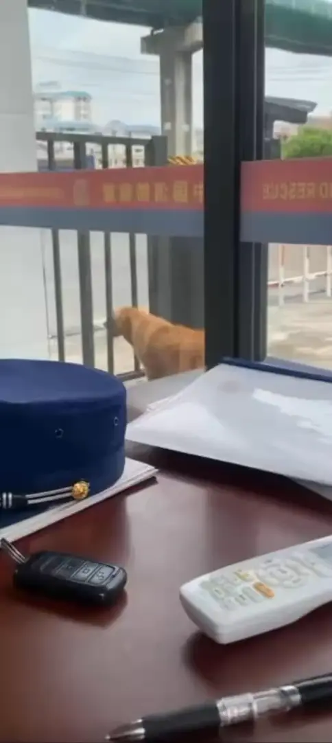 小毛毛