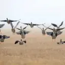 雁家小六