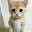 云天凌